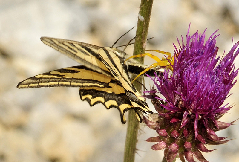 Papilio alexanor - papilionidae